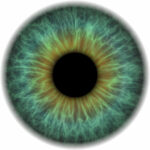 Eye ball isolated on white background